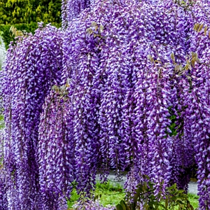 Amethyst Falls Wisteria